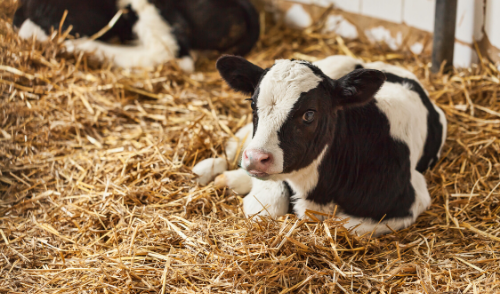 Overcoming Calf Health Issues