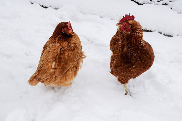 Winter Poultry Care Tips