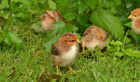 Preparing for Chicks: Setting Up Your Brooder